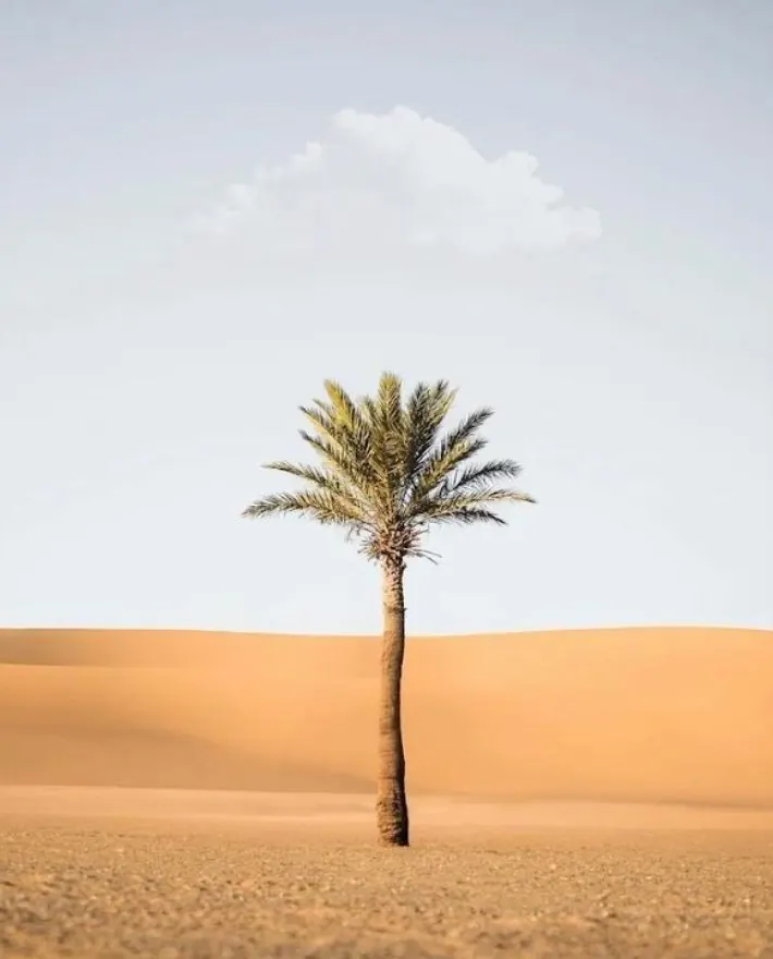 Palmier seul dans les dunes du Sahara